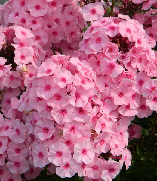 Phlox paniculata 'Herbstwalzer'